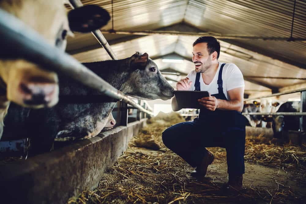 Dairy Farmer using MilkSecure on Tablet.